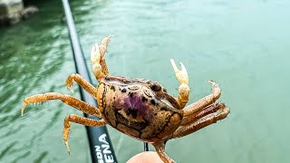 What Can We Catch Fishing Florida Seawalls Using Live Fiddler Crab