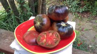 Black Beauty Tomato  Very Unique and Prolific.!!GORGEOUS!!