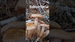 Mushroom Foraging| *Honey Mushroom* #foraging #wildmushrooms  #mushroom #wildedibles