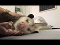 opossum happiness and snuggles