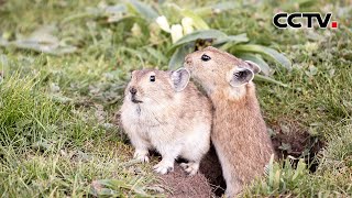 【4K】行走的粮食、移动的开胃点心？为何高原鼠兔是青藏高原最惨的动物？| CCTV