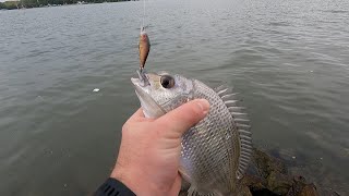 Brisbane River Bream Fishing - Berkley Pro-Tech Twitcher 45 review