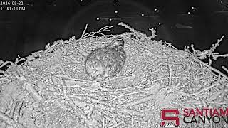 SCSD Osprey Live Cam