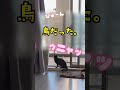 野生動物に威嚇してクラッキングする家猫の鳴き声が可愛い。 shorts cat cat 猫のいる暮らし