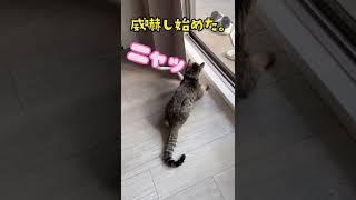 野生動物に威嚇してクラッキングする家猫の鳴き声が可愛い。 #shorts #cat #cat #猫のいる暮らし