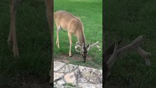 A whitetail deer grazing peacefully in Point Venture TX #laketravis