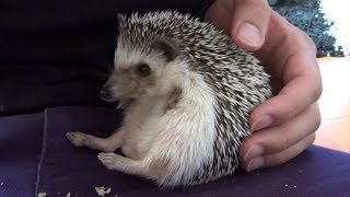 新バージョン！【クロエ】 ベタ慣れのご機嫌ハリネズミ　Hedgehog Chloe is in a good mood