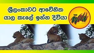 යාල කැලේ ඉන්න ලංකාවට ආවේණික දිවියා - Leopard endemic to Sri Lanka in the Yala forest