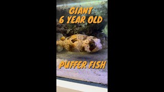 Giant puffer fish!!!! 🐡 #￼Exotic-fish #aquarium