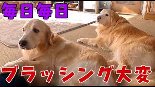 【前編】グダグダな朝と月１病院DAY 　ゴールデンレトリバー