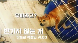 삿포로 직장인 VLOG I 반겨주지 않는 개 I 일본 직장인 VLOG