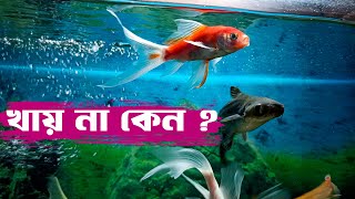 একুরিয়ামের মাছ খাবার না খেলে কি করবেন ? সহজে সমাধান করুন । If the aquarium fish does not eat food?