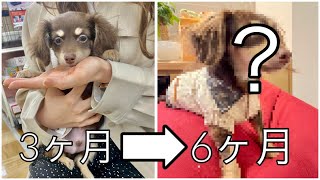 子犬、３ヶ月から半年の変化／犬を辞めて人間になるまでの成長に泣ける【チワックス】