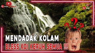 MENDADAK KOLAM BLESS KOI KERUH SEMUA❗❗❗