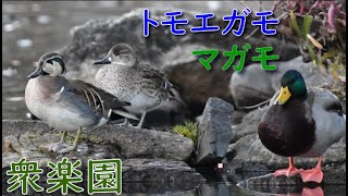 2024 12 28　トモエガモ　マガモ　バン【衆楽園】