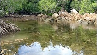 Woww Indahnya Lagoon Belitong, Karangnya Hidup, Ikannya Banyak, Dikelilingi Mangrove dan Hutan Lebat