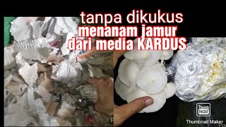 cara membuat baglog jamur tiram dari kardus