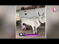 చిన్నారికి పాలిస్తూ తల్లిగా మారిన గోమాత .. cow feeding milk to baby child video goes viral sumantv