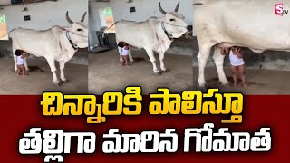 చిన్నారికి పాలిస్తూ తల్లిగా మారిన గోమాత ..| Cow Feeding Milk To Baby Child Video Goes Viral |SumanTV