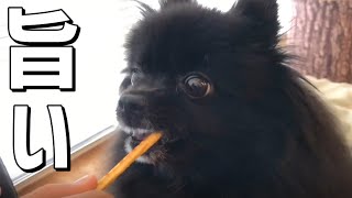 【黒ポメラニアンふぅ】プレッツェルを美味しそうに食べる犬