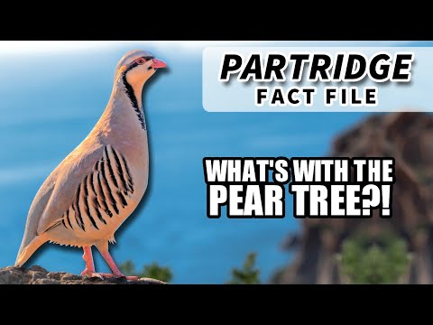 What kind of tree is the partridge in?
