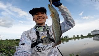 Fishing in Rice Field | បបក់ត្រីតាមស្រែទឹកចូលថ្មីៗ