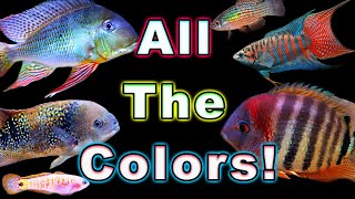 The Most Colorful Fresh Water Fish! Add a Splash of Color to Your Aquarium
