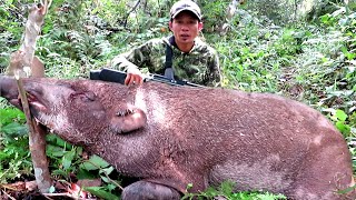 BERBURU‼️GEROMBOLAN BABI HUTAN JUMBO TURUN GUNUNG PENGHANCUR KEBUN 😱😱