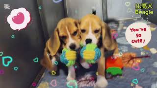 比高犬Beagle 、活潑親人