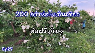 ฝรั่งกิมจูต้นเดียวห่อได้ 100 ถึง 200 กว่าห่อออกลูกดกมากๆ