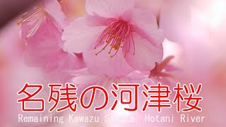 名残の河津桜　穂谷川2021　大阪府枚方市Remaining Kawazu Sakura, Hotani River  Hirakata City, Osaka Japan