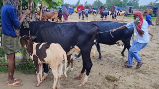 @আজ২৮মে২৪| ঘূর্ণিঝড় রিমালের মধ্যেই বাচ্চা সব ফ্রিজিয়ান জাতের গাভী গরুর দাম কেমন গেল? রানীগঞ্জ হাট