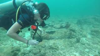 Twelve Minutes of Exploring Shallow Coral. Can you see anything we missed?