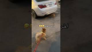 اخر الهياط خاف من قطة الشارع 😂🐱💔#اكسبلور #الببغاء #قطط