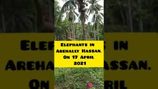 Elephants in Arehally Hassan on 17 April 2021