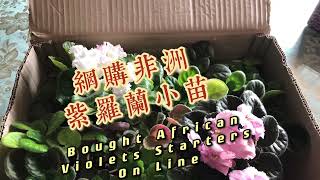 网购非洲紫罗兰小苗Bought African Violets Starters online