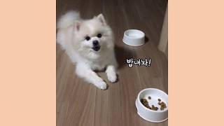 밥그릇이 비어있자 승질내는 까칠한 강아지 / 포메라니안(Pomeranian, ポメラニアン) [쭈마뽀 삼둥이네]