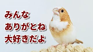 傾斜・チック 再発 3日間の様子 　ジュウシマツ5才2ヶ月　月美　 Bengalese Finch  flightless bird without wings　ぴのはな pinohana