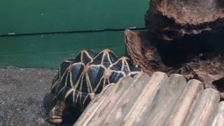 サンシャイン水族館　パンケーキガメ　2016/9/9