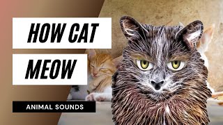 how cat meow - the science of meow: study to look at how cats talk