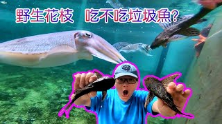 【樂園餵食秀】野生大花枝v.s鎧甲垃圾魚(Feeding cuttlefish with pleco)