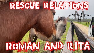 Rescue Horses Working It Out