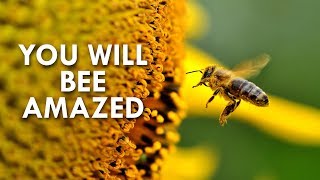 The Amazing World of Bees