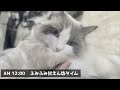 【モーニングルーティーン】もしラグドールを飼ったら…？かわいい猫と一緒に過ごす朝に密着してみた。