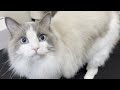 【モーニングルーティーン】もしラグドールを飼ったら…？かわいい猫と一緒に過ごす朝に密着してみた。