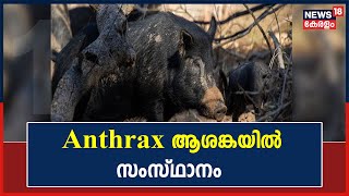 Breaking News : Anthrax found in wild boars at Thrissur; 7 dead within 2 weeks