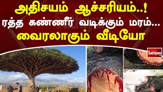 அதிசயம் ஆச்சரியம்..! ரத்த கண்ணீர் வடிக்கும் மரம்...வைரலாகும் வீடியோ | Tree | Sathiyam News