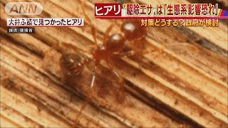 ヒアリ駆除エサは「生態系影響の恐れ」　方針変更も(17/07/14)