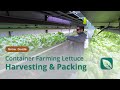 3 Ways to Harvest Lettuce | Lettuce Grow Guide