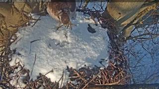 2016/12/04 10h24m Vistu vanags  Goshawk visits- calls